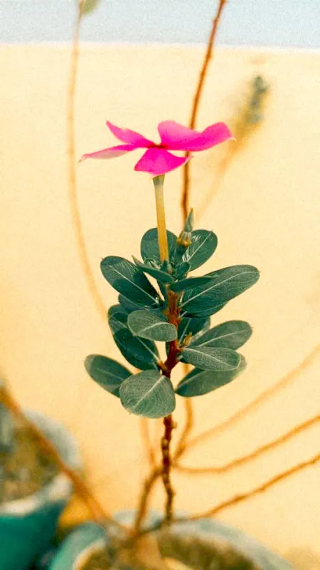 lili flower tree